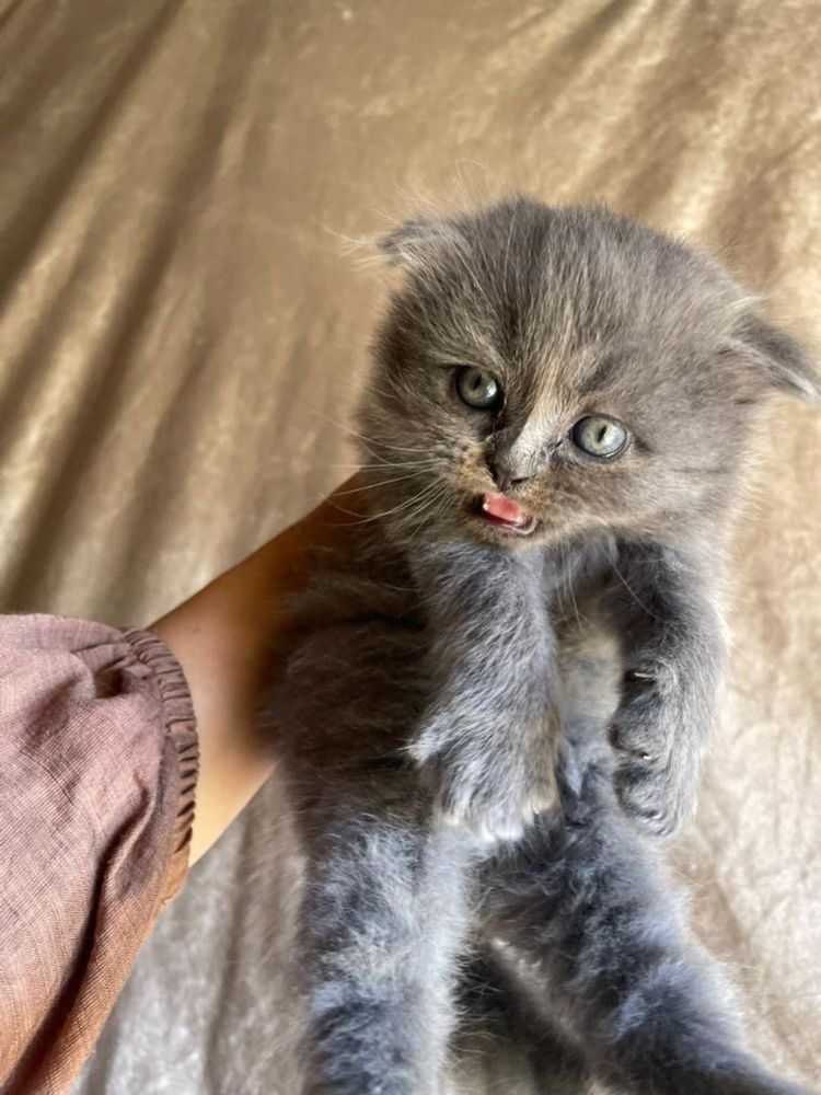 Шотландский  Веслоухие котята
