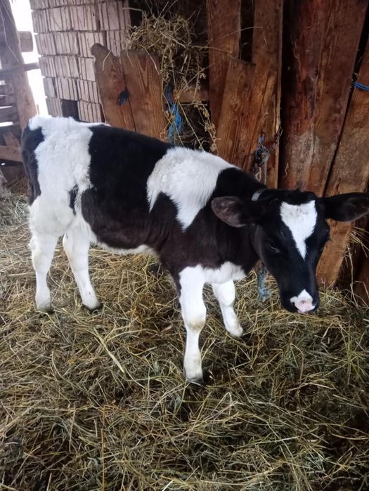 Vițică de vânzare