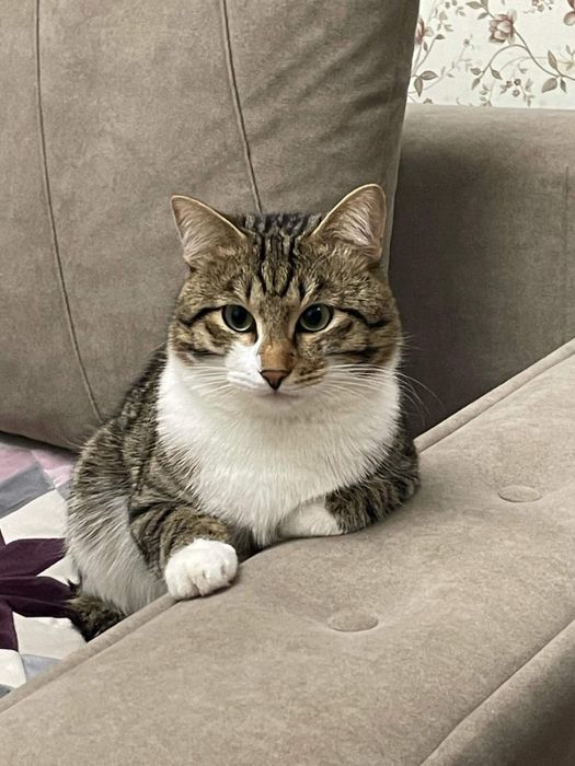 Отдам кота в добрые руки