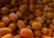Vand catina bio boabe congelata