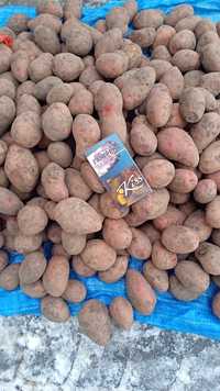 Продам семена картофеля сорт  Розара