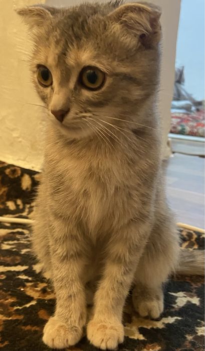 Продам шотландскую кошку