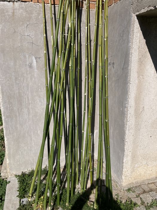 Бамбукови пръчки и разсад