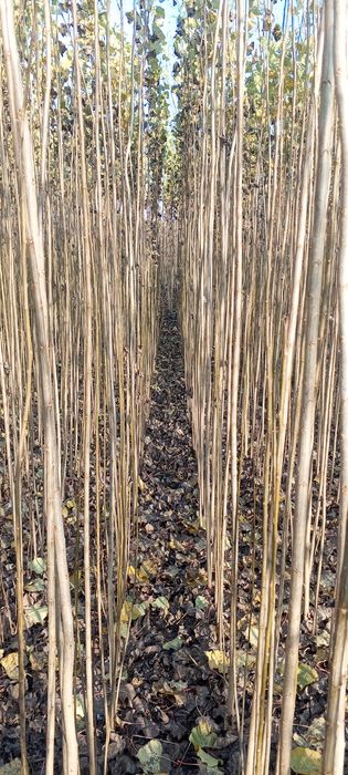 Terak kochatlar sotuvga tayyor