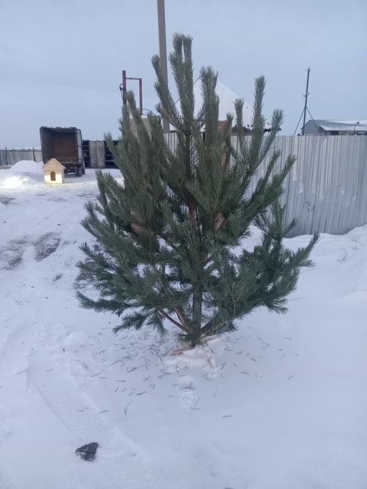 Новогодний живые ёлки и сосна