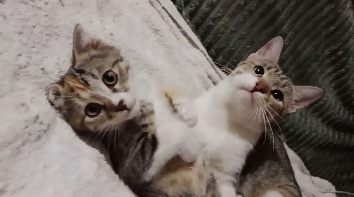 Котёнок вдвоём с мамой в одни руки