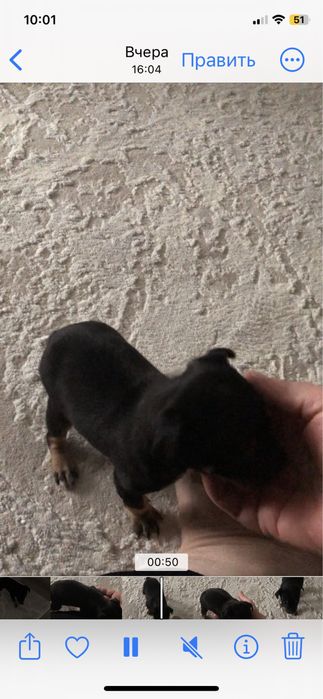 Той терьер девочка продается