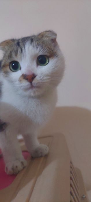 Skottish fold 5 oylik sotiladi