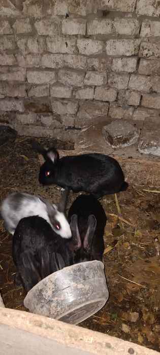 Куёнлар сотилади