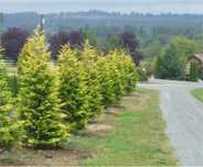 Leylandi gold pentru gard viu