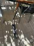 trotineta freestyle oxelo