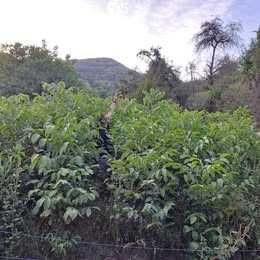 Nuci pomi de vânzare