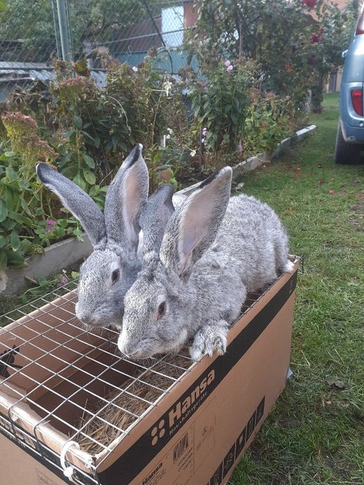 Vănd iepuride rasă masculi