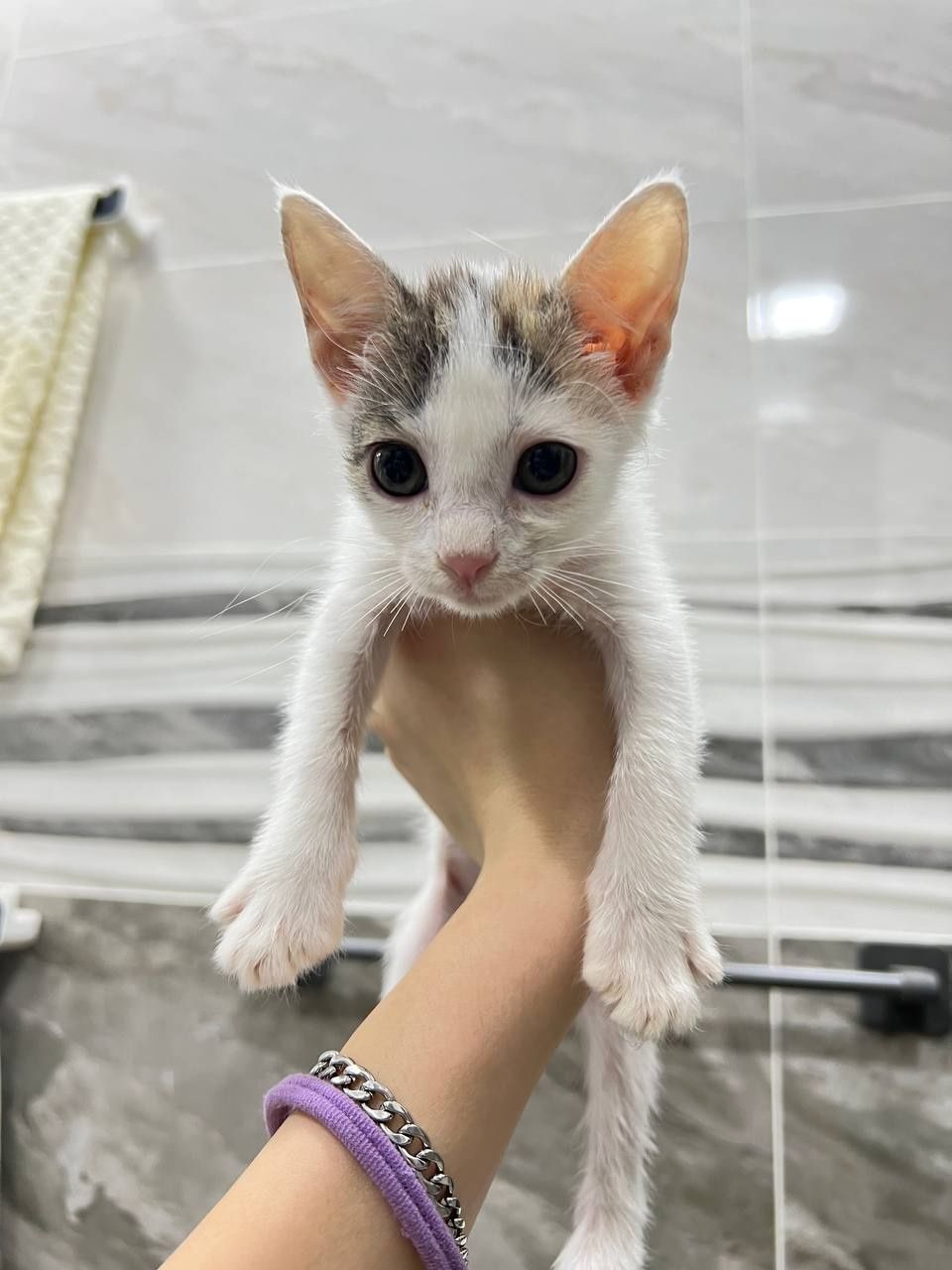 Котята 1,5 месяца