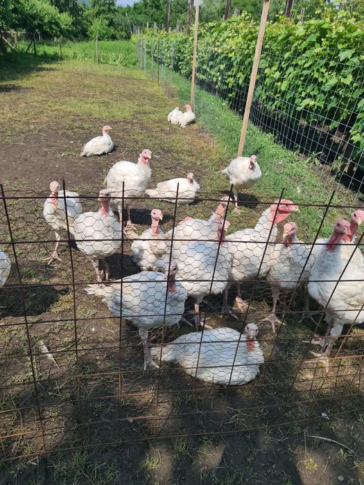 Curcani și curci albe rasă grea