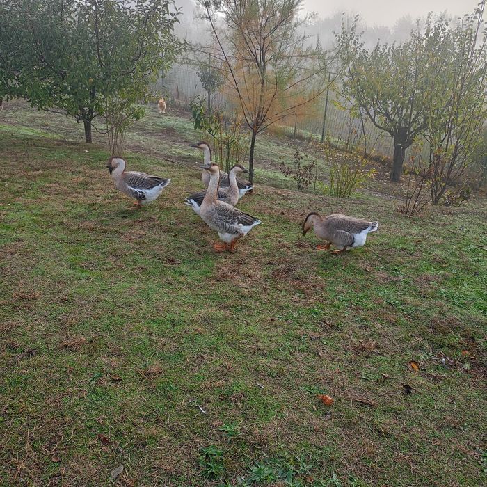 Gâscani leșești,1 de 2023 și unul 2025