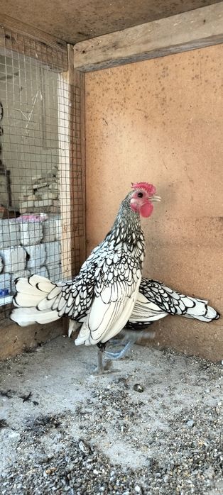 Seberak joʻjalar sotiladi