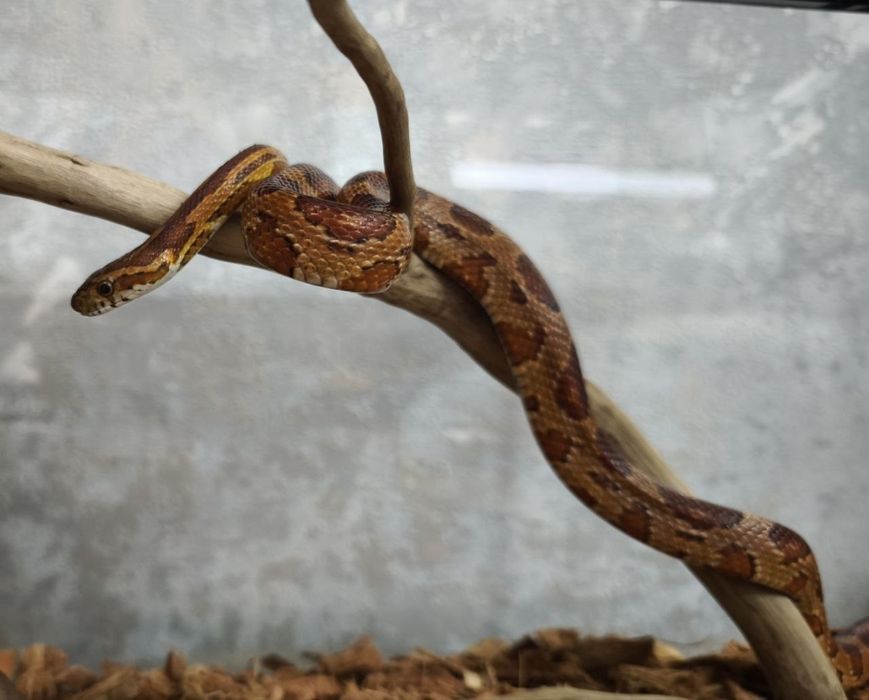 Продаю, своя змея, маисовый полоз