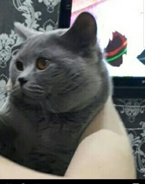 Вязка нолубого окраса британца, опытный