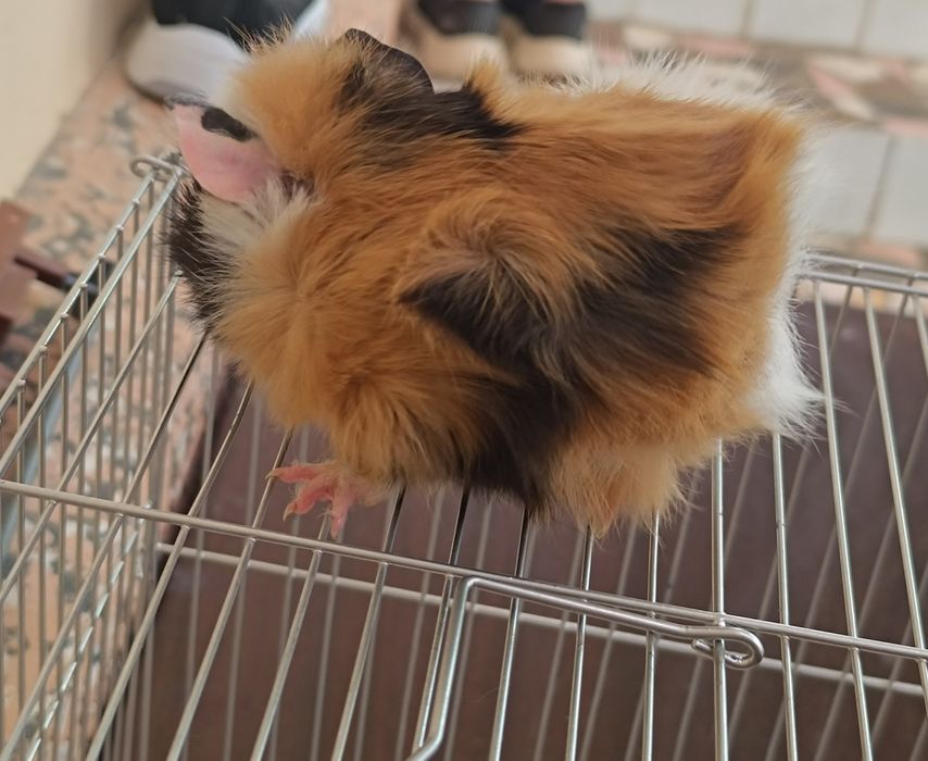 Хомяки сирийской породы .Цена за пары с клеткой