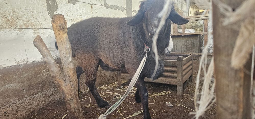 Кучкор сотилади.