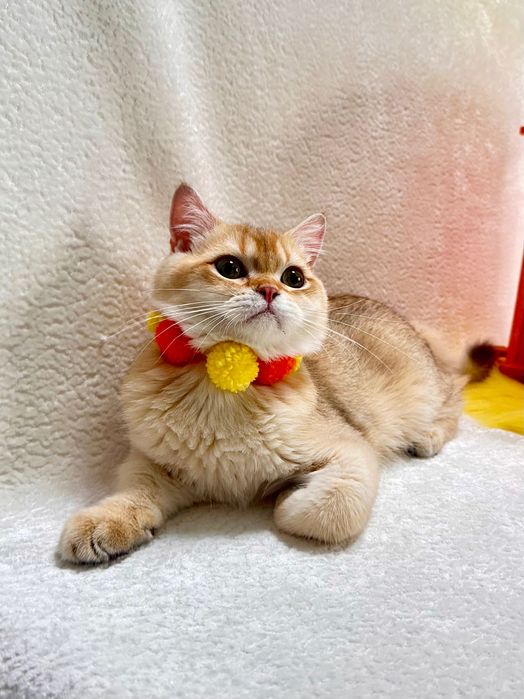 Британский котенок шоколадная золотая шиншилла (by 11) с документами.