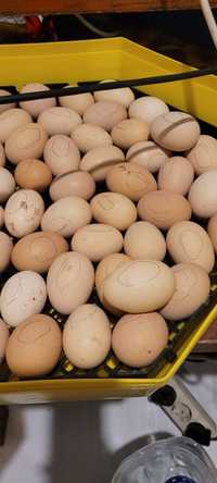 Oua australorp pentru incubat si pui