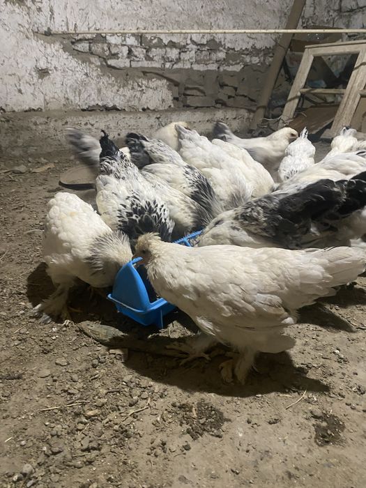 5 oylik jojalar broler. 000