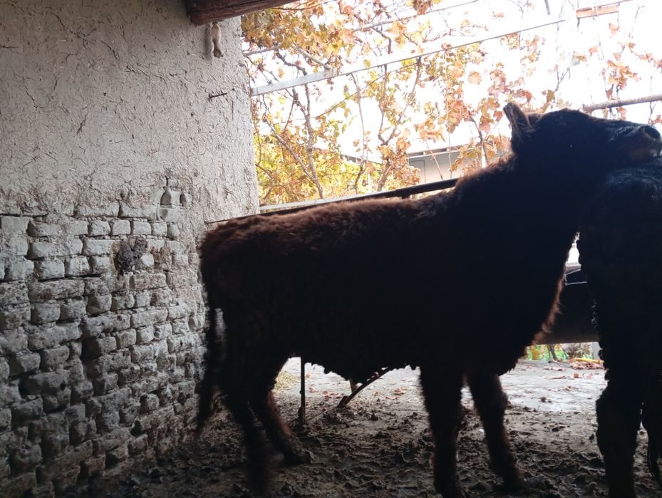 Madaniyat buqalarni. Sogʻlom buqa yeb ichishi yaxshi