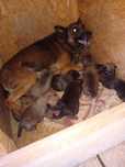 Ciobănesc belgian malinois