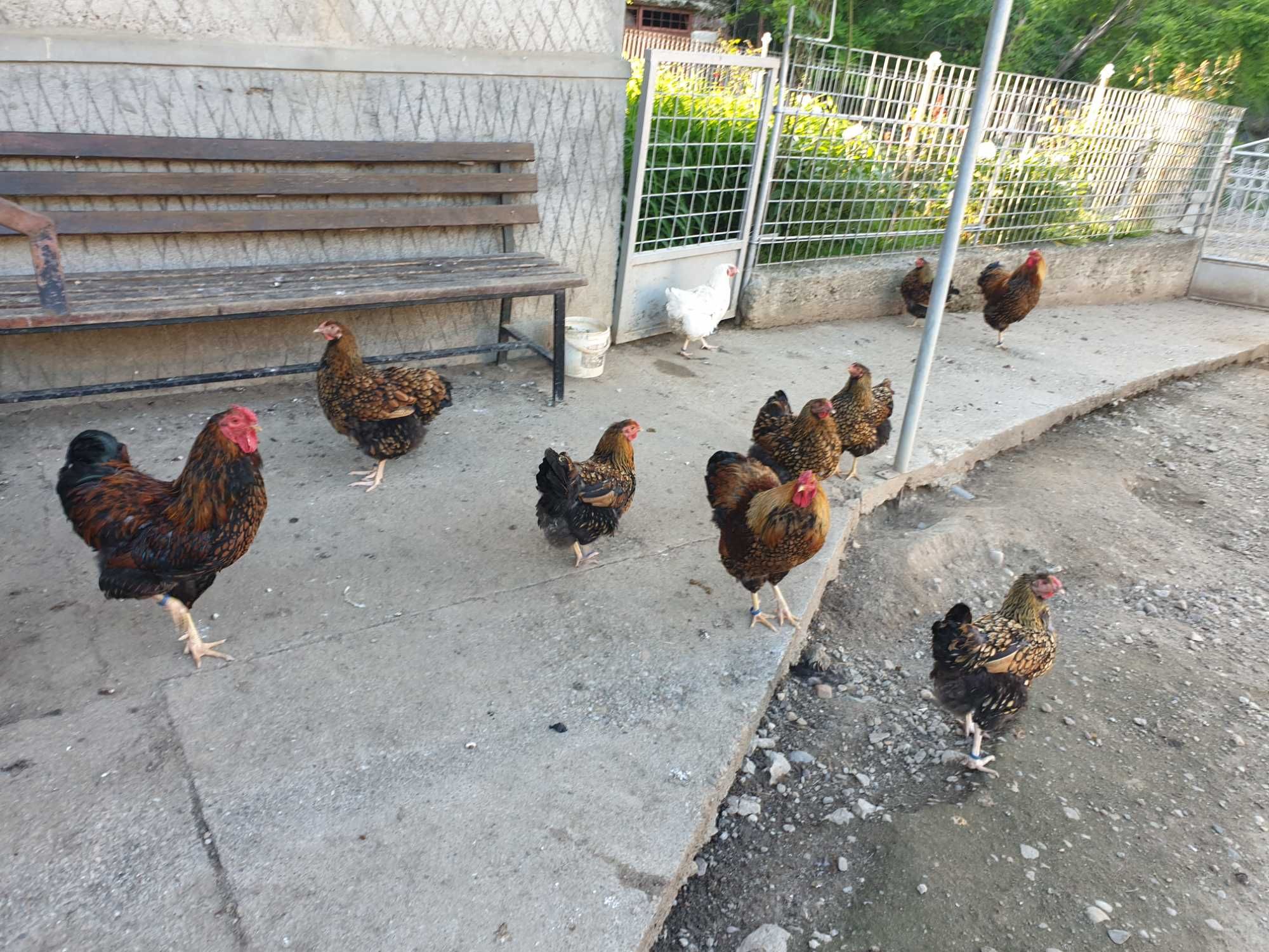 Ouă pentru incubat Wyandotte gsg