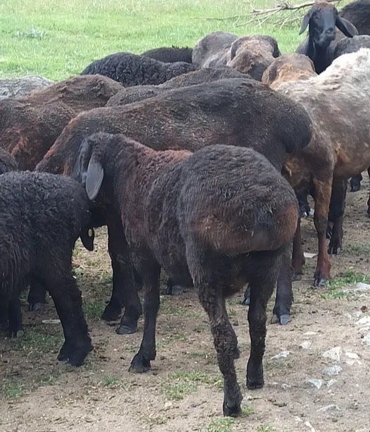 Продам жирных токты