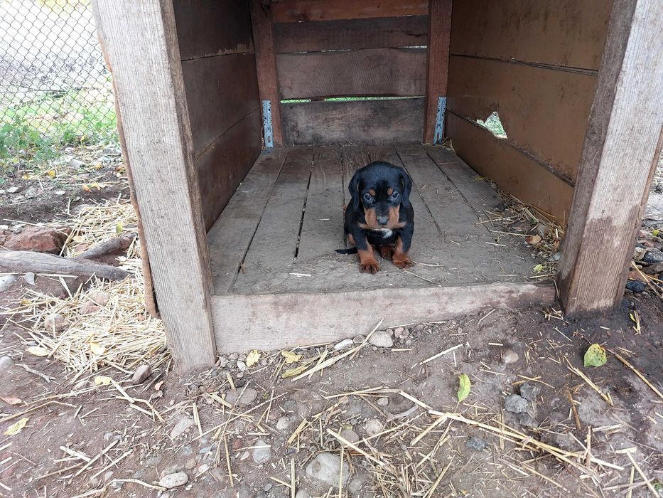 Продавам чистокръвни Лудогорски гончета.