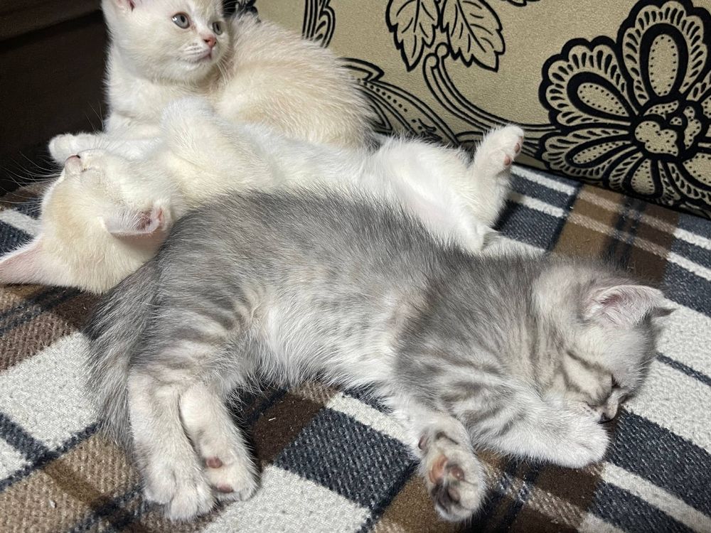 Скоттиш Страйт ( котята )