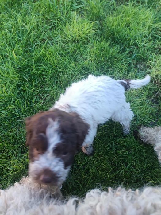 Чистокръвни лагото