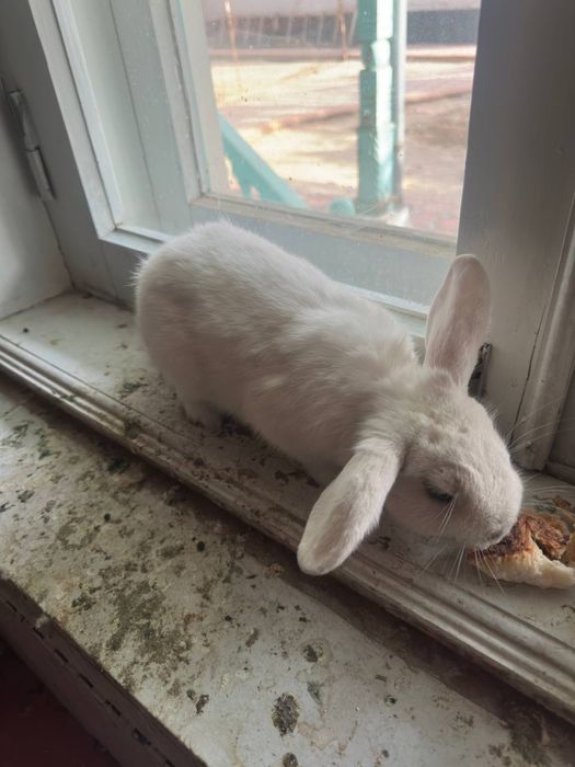 Karlik samkaquyonla sotiladi