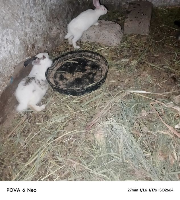 Quyonlar bor sotiladi 7ta bolasi bilan