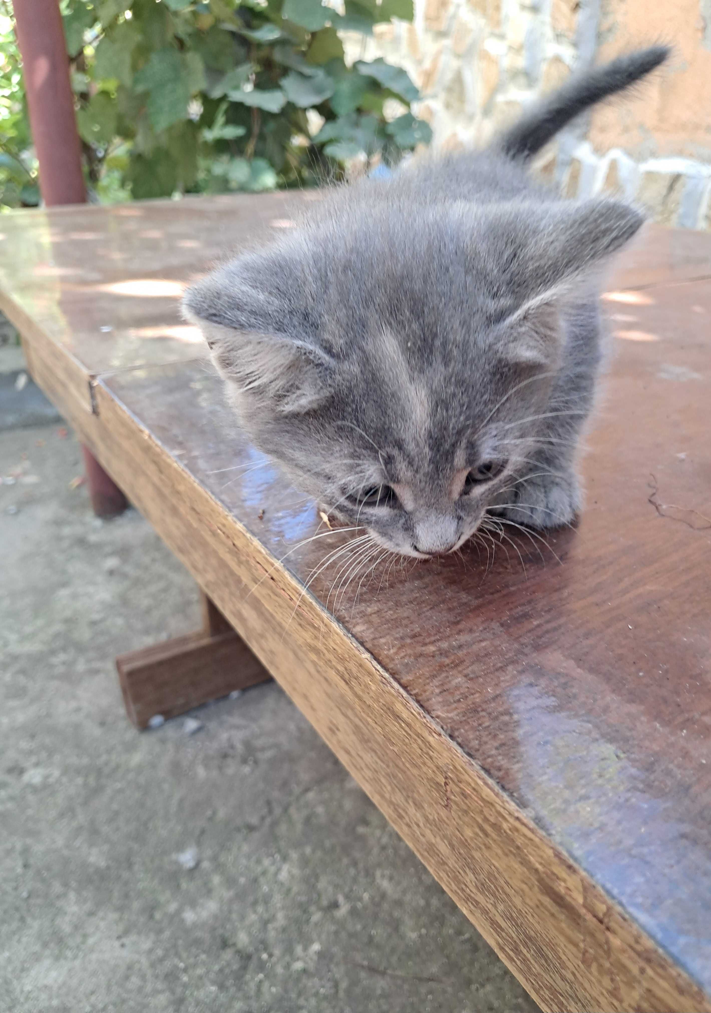 Подарявам малки котета на грижовни стопани, гр. Елин Пелин