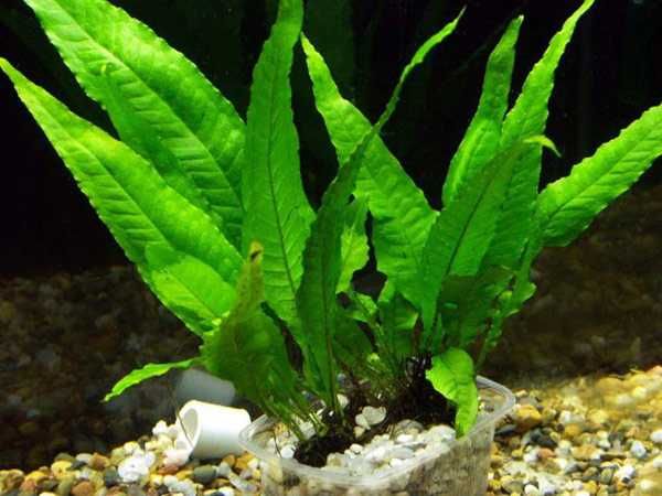 Продам аквариумные живые растения