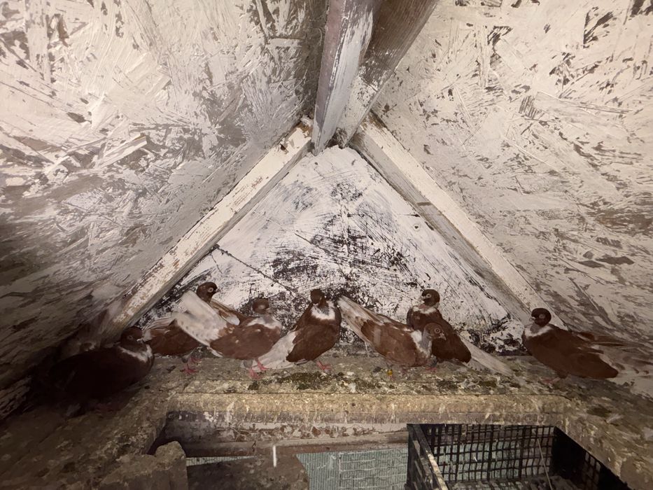 Vand porumbei de ornament