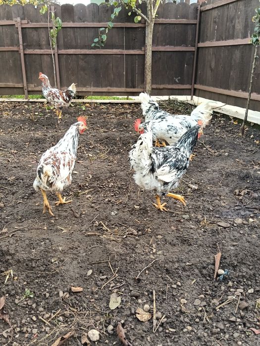 Pita pinta asturiana