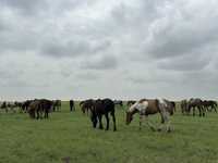 Продам лошадей российской породы крупные оптом