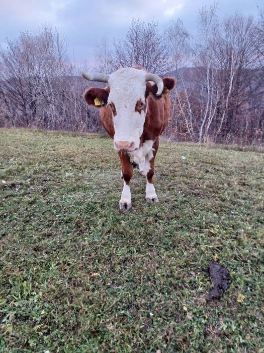 Vand Vaca de 5 ani are 6 luni de cand ìi montata mai multe detali la 0