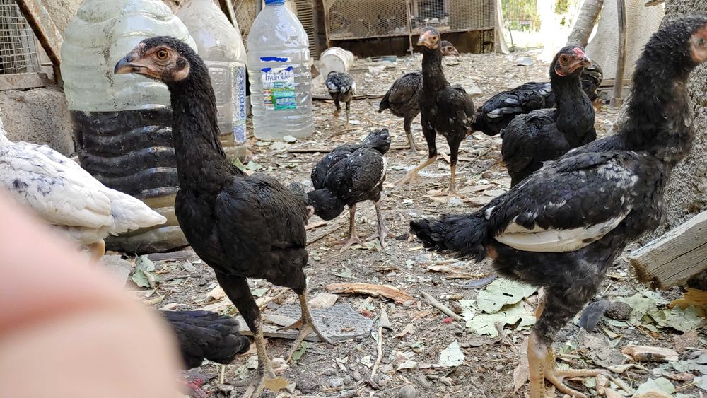 КО ШАМО японка хуроз жужалари сотилади