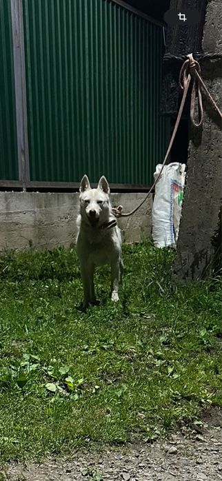 Зсл всл рел лайки лайка
