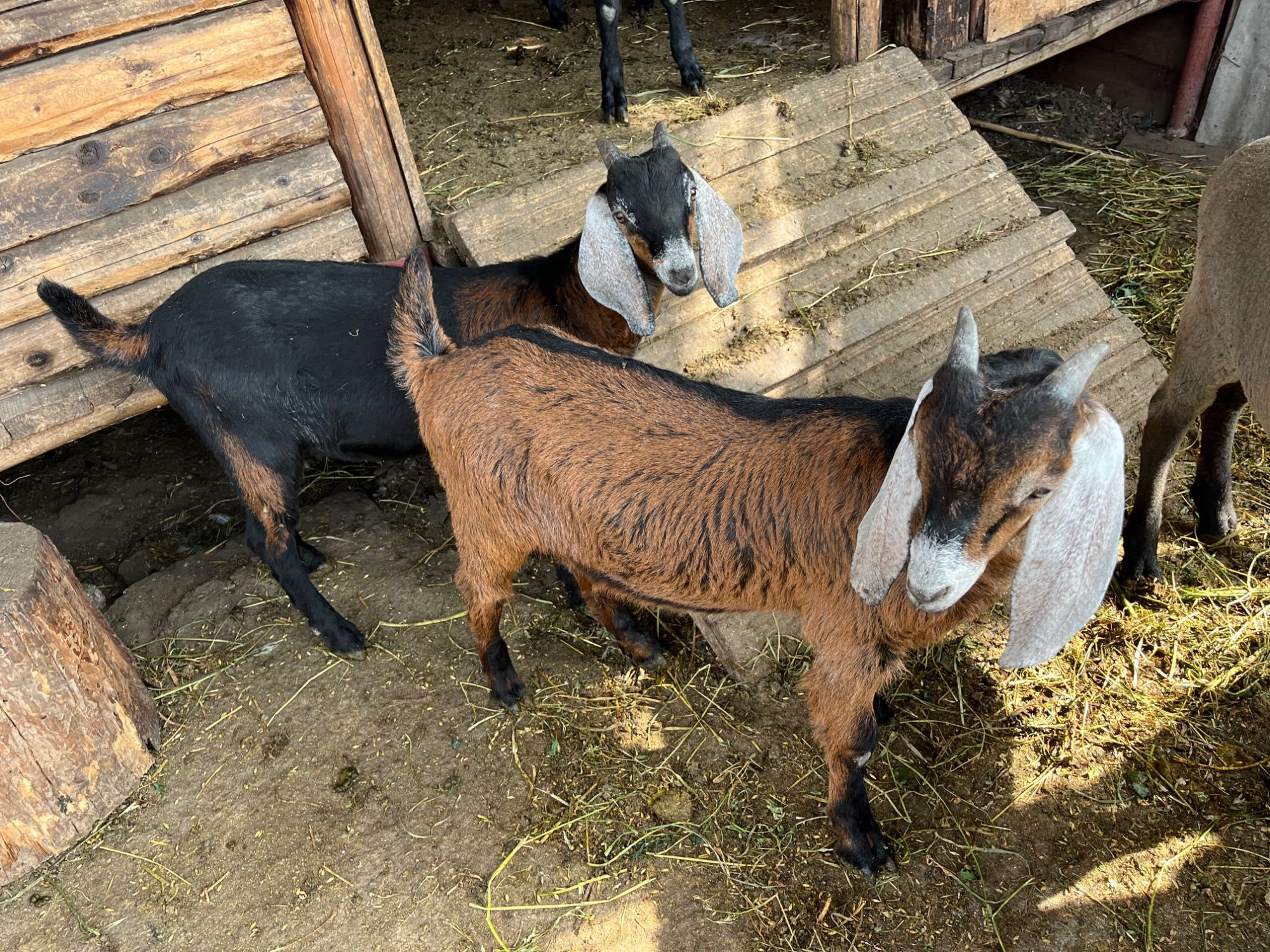 2 țapi francezi alpini (iezi aproximativ 20 kg)