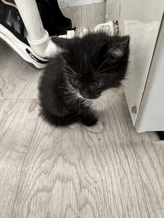 Отдам в хорошие руки котят