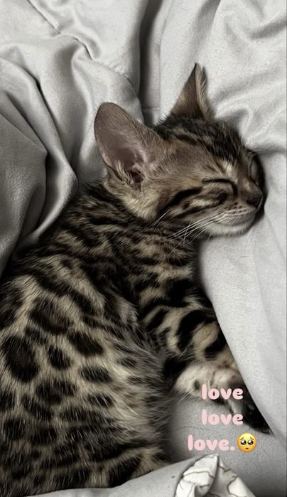 Бенгальская Кошечка.