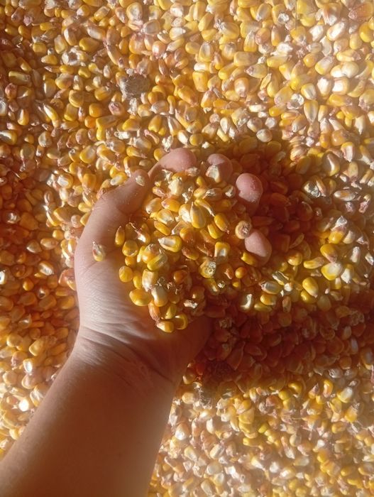 Vând porumb boabe