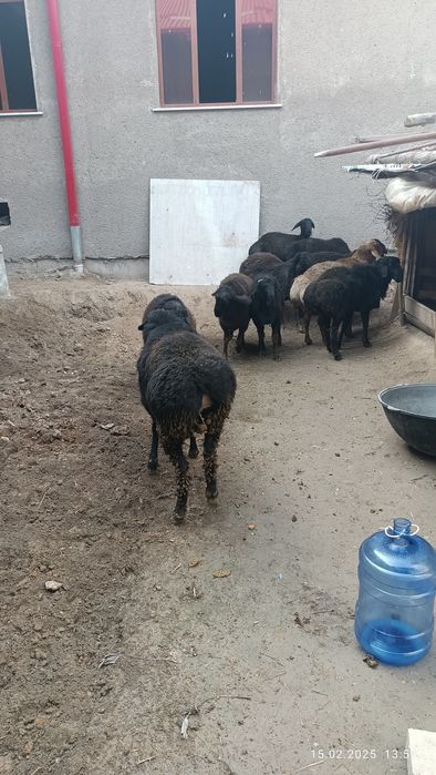 Quchqorlar bor sotiladi